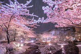 ホテル花水木の桜