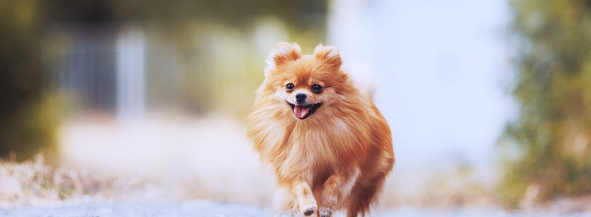 BLANC FUJIに泊まる犬